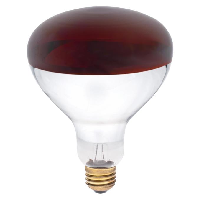 Red Solid R40 250 Watt R40 Incandescent Red Infrared Heat Flood E26 (Medium) Base, B ...